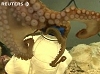 Intelligent octopus opens bottles!