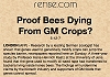 Proof Bees Dying From GM Crops?