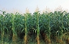 Global Biopact On Biofuels Can Bring Benefits To Both Rich And Poor Nations