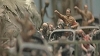 Jake & Dinos Chapman: If Hitler Had Been a Hippy How Happy Would We Be