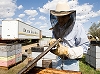 U.S. losing bees and beekeepers