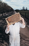The Vanishing - disappearing bees and the threat to our food chain