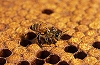 Colony Collapse Disorder: questions and answers