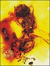 Bee fossil, DNA generate a buzz