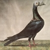 What if Darwin had re-written Origin of Species as a book on pigeons?