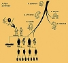 The Descent of Man - Creationism vs. Evolutionism