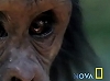 Video: chimps make and use spears to hunt