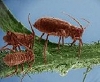 Electron microscope images from the Smithsonian SEM Lab